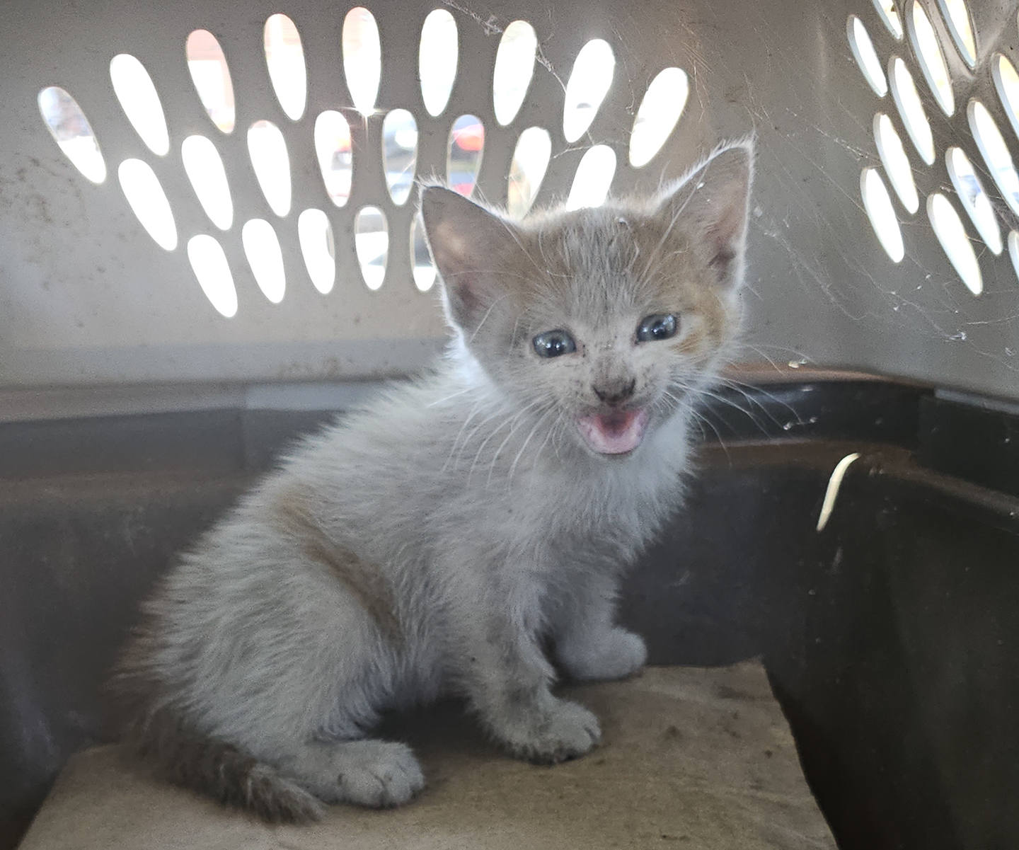 Angel Rescue Photo August 2025 Top Cat Sanctuary